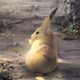 Illustration for article titled Best Not To Think About Where Some Pokémon Items Come From